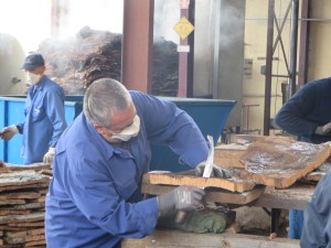 A man trims cork at the Novacortica cork factory in Sao Bras de Alportel. He is dressed in a long blue work shirt and has a white face mask covering his nose and mouth. He is trimming a piece of cork that is probably about 2 inches thick. He is using a long curved blade of a knife and has safety gloves on. He holds the handle of the knife below the cork with the blade pointed upward and draws the knife horizontally toward his body. In the background are piles of cork for trimming and a pile of cork that his just come out of the steamer. It has steam rising from the pile.