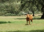 Brown cow standing in field with trees and brush in the background. 