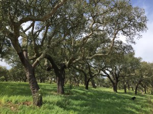 Gnarled cork trees in rows with green grass below and blue skies above.
