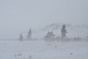 Snowscape in Yellowstone